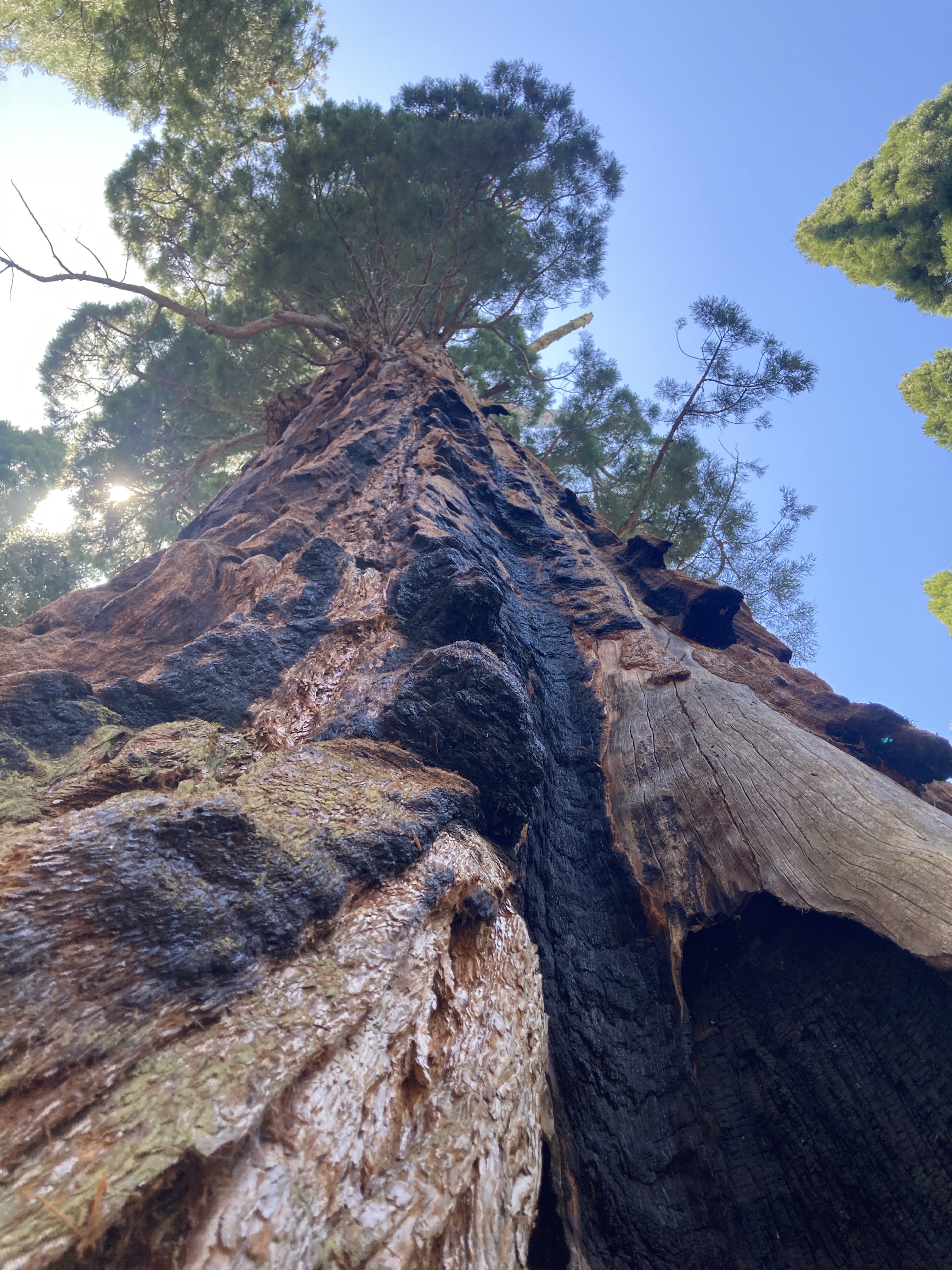 Bogle Tree Display Boole Tree – Beatin' Paths ~~~ The journey to the Great American Novel